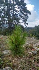 Pinus devoniana