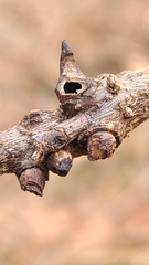 Biorhiza caepuliforme