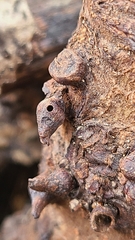 Biorhiza caepuliforme