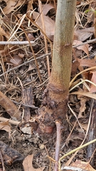Biorhiza caepuliforme