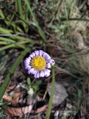 Brachyscome spathulata