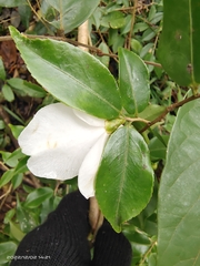 Camellia cuspidata