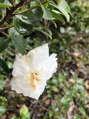 Camellia sinensis