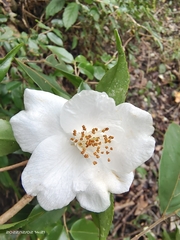 Camellia cuspidata