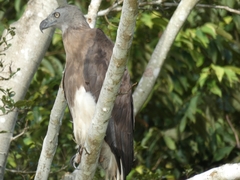 Haliaeetus ichthyaetus