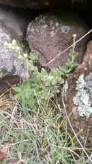 Sedum ebracteatum