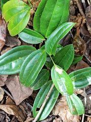 Smilax zeylanica