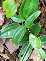 Smilax zeylanica