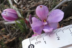 Thelymitra juncifolia