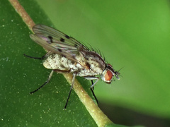 Anthomyia punctipennis