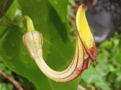 Aristolochia sempervirens