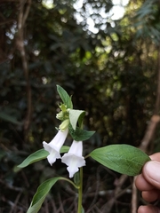 Sesamum indicum