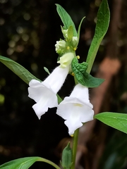 Sesamum indicum