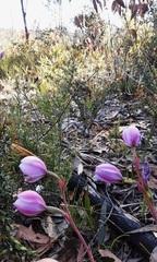Thelymitra juncifolia