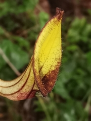 Aristolochia sempervirens