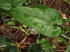 Aristolochia sempervirens