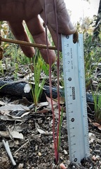 Thelymitra juncifolia