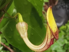 Aristolochia sempervirens