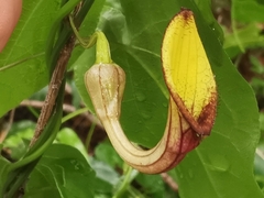 Aristolochia sempervirens