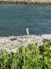 Phalacrocorax varius varius