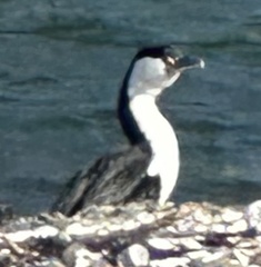 Phalacrocorax varius varius