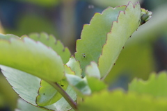Phintella accentifera
