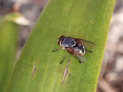Calliphora augur