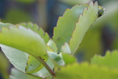 Phintella accentifera