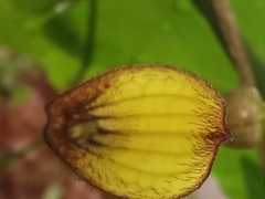 Aristolochia sempervirens