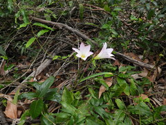 Zephyranthes robusta