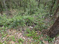Zephyranthes robusta