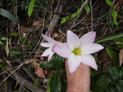 Zephyranthes robusta