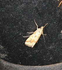 Achyra massalis