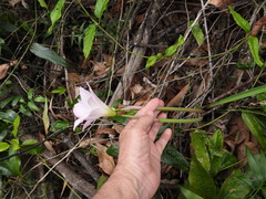Zephyranthes robusta