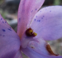 Thelymitra juncifolia