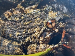 Quasipaa exilispinosa