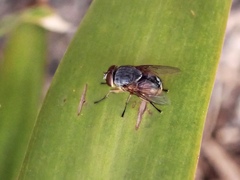 Calliphora augur