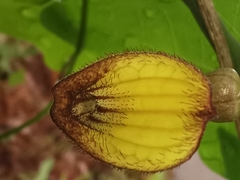 Aristolochia sempervirens