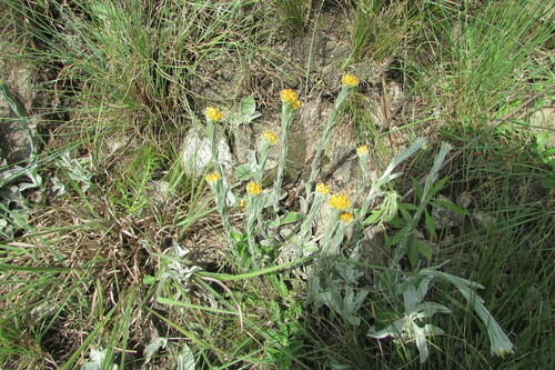 Heady Everlasting (Helichrysum cephaloideum)