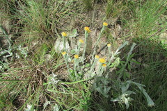 Helichrysum cephaloideum
