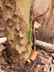 Podacanthus viridiroseus