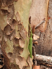 Podacanthus viridiroseus