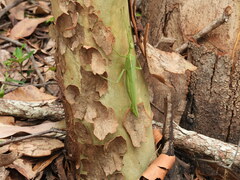 Podacanthus viridiroseus