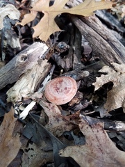 Lactarius quietus incanus