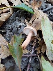 Lactarius quietus incanus