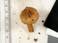 Lactarius quietus incanus