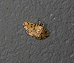 Glycythyma chrysorycta