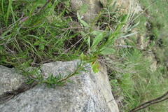 Cliffortia