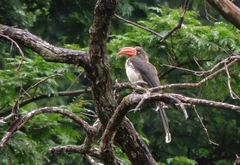 Lophoceros alboterminatus