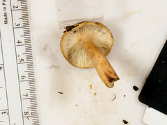 Lactarius quietus incanus